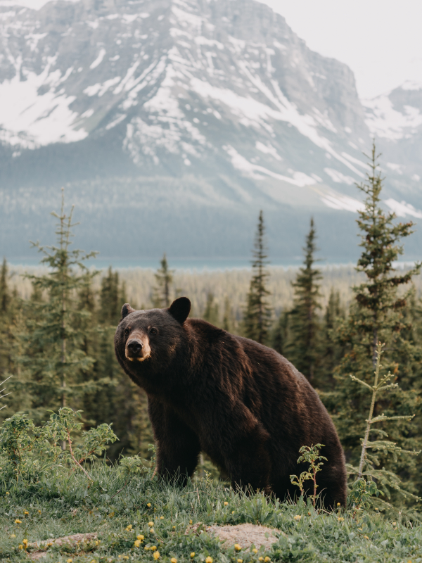 Urso Negro