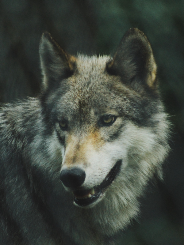 Lobo Cinzento