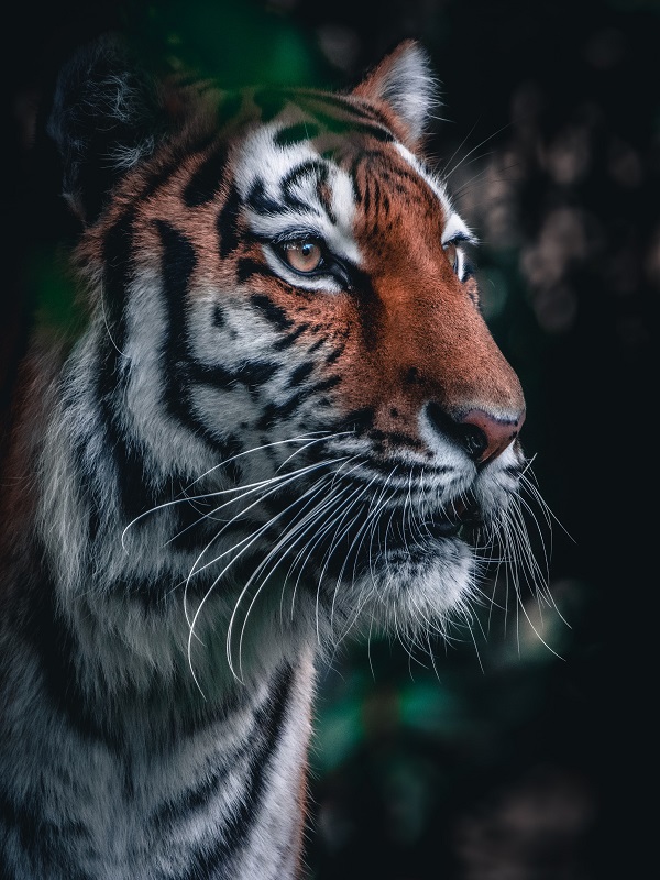 Tigre